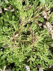 Sphaeromorphaea australis