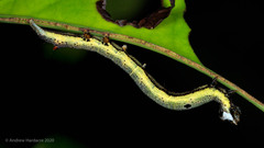 Bastilla joviana