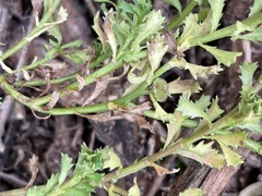 Sphaeromorphaea australis