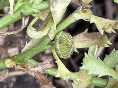 Sphaeromorphaea australis