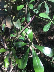 Cussonia thyrsiflora