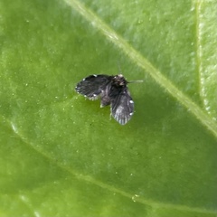 Clogmia albipunctata