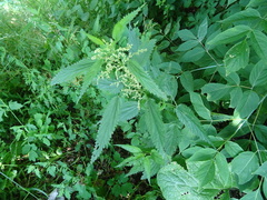Urtica sondenii