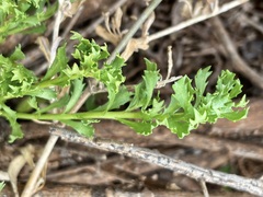 Sphaeromorphaea australis