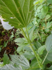 Urtica sondenii