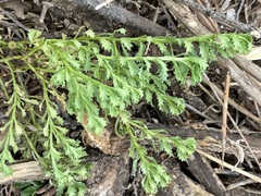 Sphaeromorphaea australis