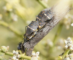 Aplerotus maculatus