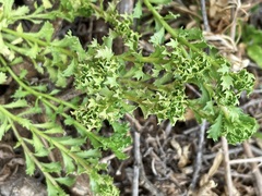 Sphaeromorphaea australis