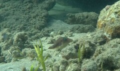Canthigaster margaritata