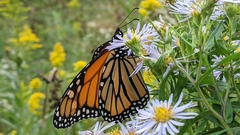 Danaus plexippus