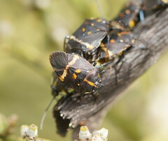 Aplerotus maculatus
