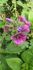 Malva sylvestris mauritiana