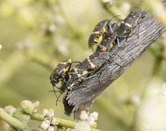 Aplerotus maculatus