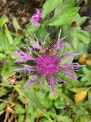 Centaurea phrygia phrygia