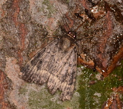 Amphipyra pyramidea