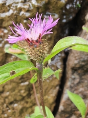 Centaurea phrygia phrygia