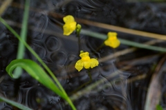 Utricularia