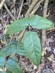 Mucuna gigantea