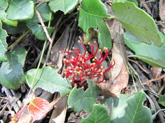 Grevillea laurifolia