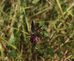 Aricia agestis