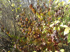 Cornus sanguinea australis