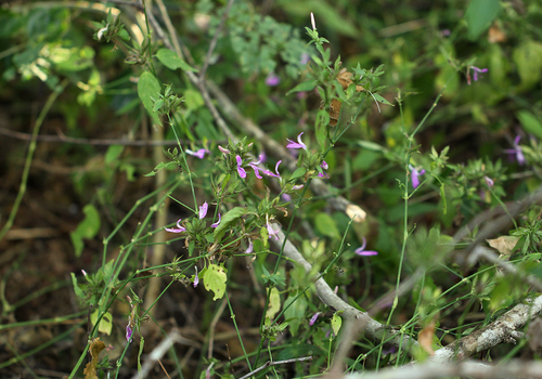 Dicliptera clinopodia image