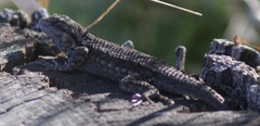 Sceloporus occidentalis occidentalis