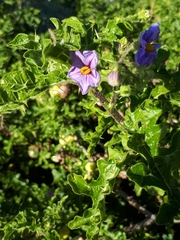 Solanum linnaeanum
