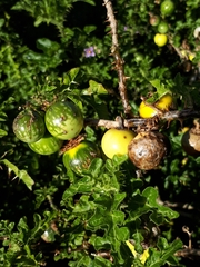 Solanum linnaeanum
