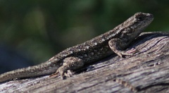 Sceloporus occidentalis occidentalis