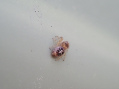 Opisthoncus sexmaculatus