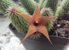 Huernia pillansii
