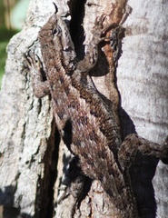 Sceloporus occidentalis occidentalis