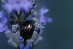 Chrysolina americana