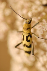 Chlorophorus varius
