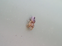 Opisthoncus sexmaculatus