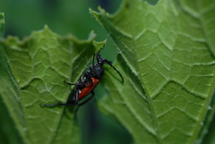 Lepturini