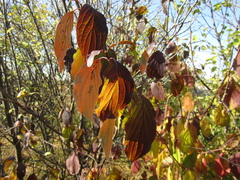 Cornus sanguinea australis