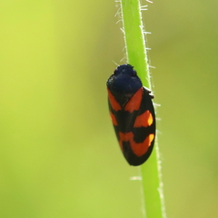 Cercopis vulnerata