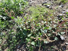 Chenopodium acuminatum