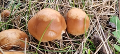 Marasmius oreades