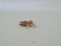 Opisthoncus sexmaculatus