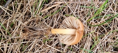 Marasmius oreades