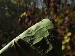 Cornus sanguinea australis