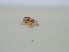 Opisthoncus sexmaculatus