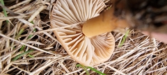Marasmius oreades