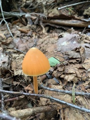 Entoloma quadratum