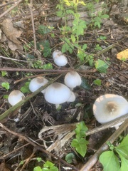 Agaricus placomyces