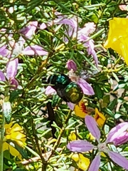 Xylocopa bombylans