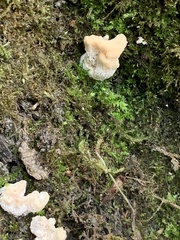 Abortiporus biennis